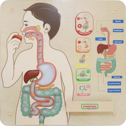 Masterkidz Lern-Wandtafel – Verdauungssystem Montessori