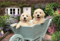 Ravensburger Puzzle Goldene Retriever 200 Teile