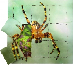 Holzpuzzle in Schichten: Spinne und ihr Lebenszyklus