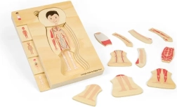 Holzschichtpuzzle Anatomie – Junge BIGJIGS TOYS