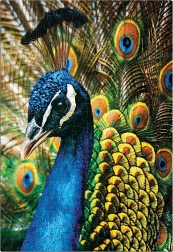 Puzzle Bunte Natur: Pfau 250 Teile