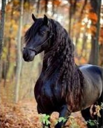 Diamantmosaik – Schwarzes Pferd