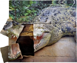Schichtpuzzle aus Holz Krokodil - Lebenszyklus