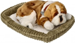 Atmendes Bulldoggen-Welpe