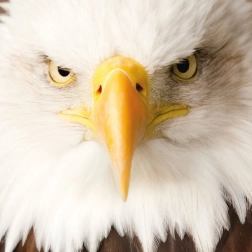 Quadratisches Puzzle CURIOSI Q Animal Adler, 66 Teile