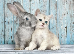 Puzzle 500 Teile Katze und Kaninchen