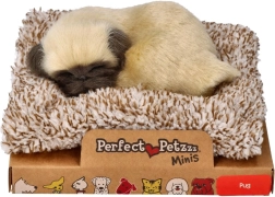 Kleines Mops-Welpe Perfect Petzzz