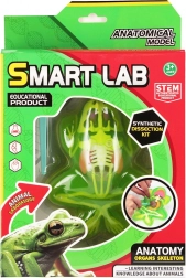 Anatomie-Spiel Frosch