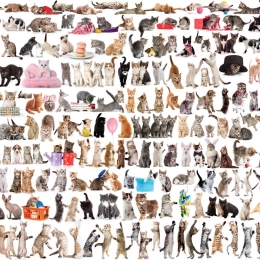 EUROGRAPHICS Puzzle Welt der Katzen 1000 Teile
