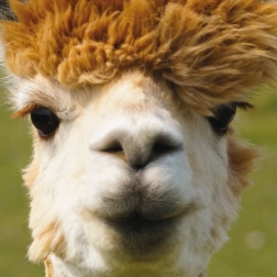 Quadratisches Puzzle CURIOSI Q Animal Alpaka 66 Teile