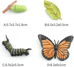 Figur Schmetterling in 4 Entwicklungsphasen