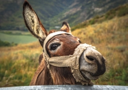 Puzzle Esel in den Bergen 500 Teile DINO