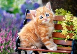 Puzzle 500 Teile – Ginger Kitten