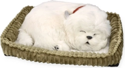 Adoptiere ein Malteser-Welpen PERFECT PETZZZ