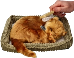 Adoptionsset Kätzchen Türkische Angora