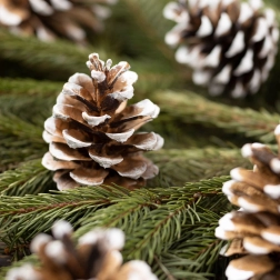 Weihnachtsdekoration mit beschneiten Zapfen im Organzabeutel, 10 Stück