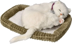 Adoptiere mich: kurzhaariges weißes Kätzchen