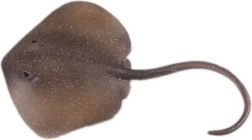 Figur Ostlicher Stechrochen