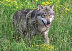 Ravensburger Puzzle Furchtloser Wolf 1000 Teile