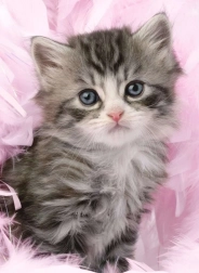 Puzzle Niedliches Kätzchen 500 Teile