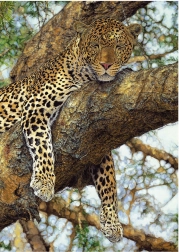 Puzzle Leopard 1000 Teile