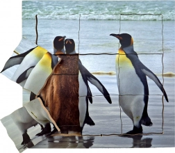 Just Jigsaws Holz-Schichtenpuzzle Pinguin und sein Lebenszyklus 19 Teile