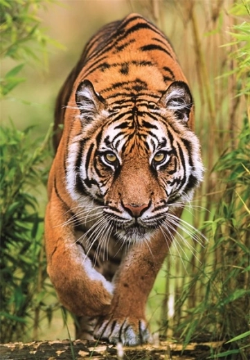 Realistisches Tigermotiv voller Details