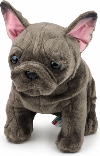 Realistische Details der Französischen Bulldogge