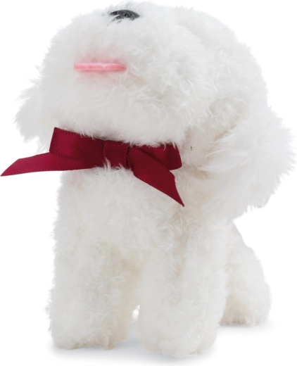 Niedlicher Bichon mit Schleife