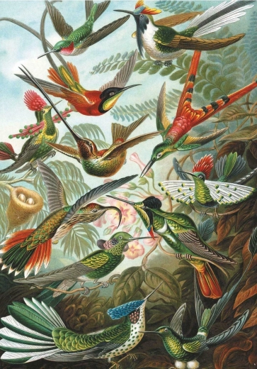 Puzzle Kolibris 1000 Teile