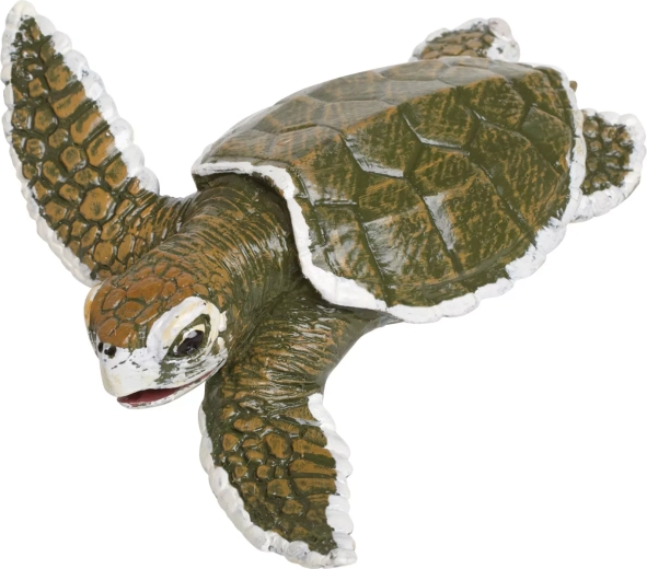 Kleiner Karettschildkröten-Nachwuchs – 1 Stück