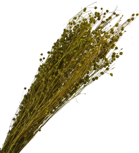 Getrocknetes dekoratives Gras, grün, 40–70 cm