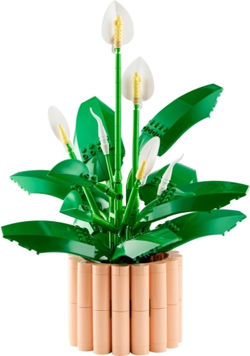 Blüten in verschiedenen Blühstadien