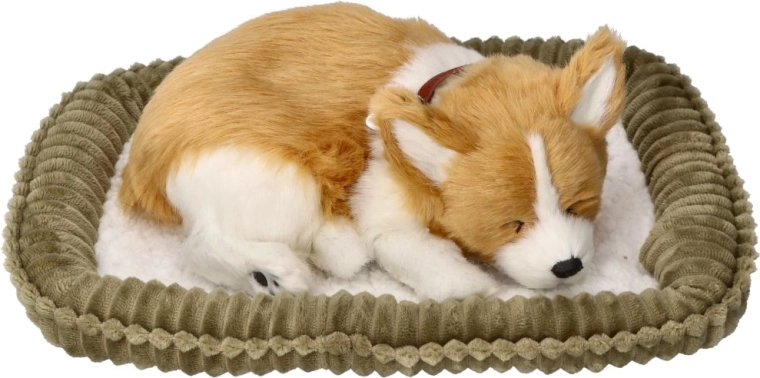 Atmendes Corgi-Welpe