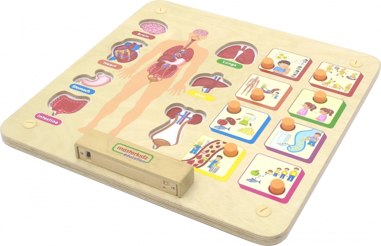 Bildungstafel des menschlichen Körpers Masterkidz Montessori