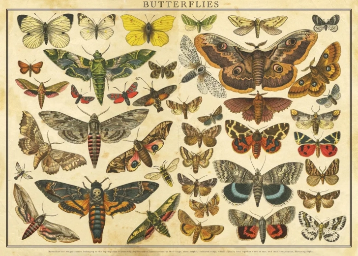 Puzzle Vintage Nature: Schmetterlinge 2000 Teile