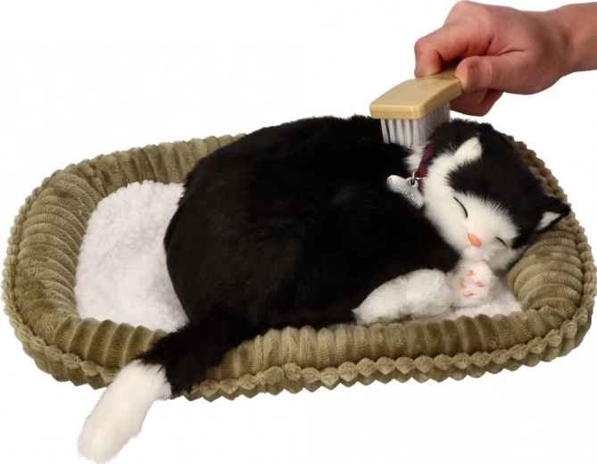 Adoptiere mich – atmende schwarz-weiße Kätzchen