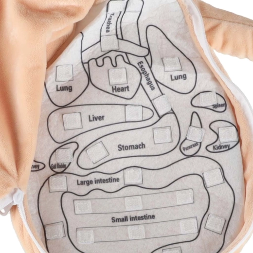 Aufklappbarer Bauch mit Reißverschluss und übersichtlicher Anordnung