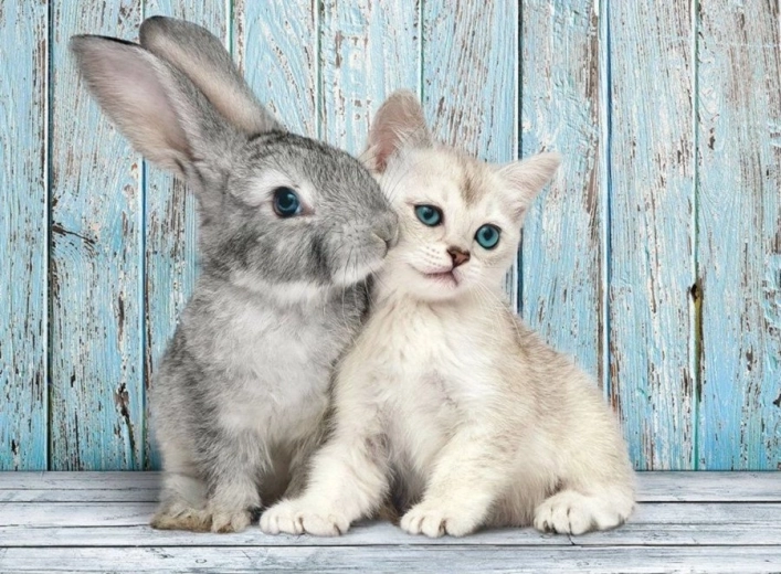 Puzzle 500 Teile Katze und Kaninchen