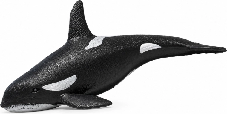 Realistische Details des Orcas