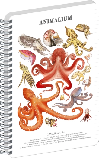Notique Spiralblock Animalium Kopffüßer liniert A4