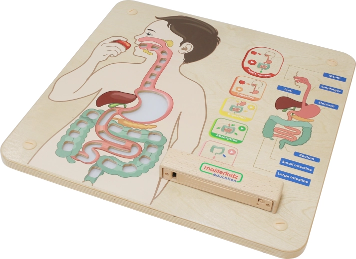 Anschauliches anatomisches Lernmittel