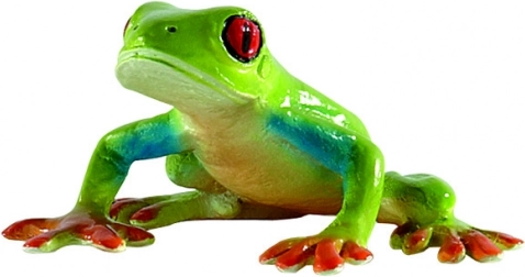 Rotaugen-Laubfrosch