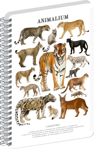 Notique Spiralblock Animalium – Katzenartige Raubtiere A4, kariert