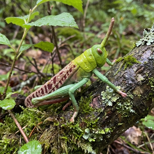 Spielerisches Entdecken der Natur