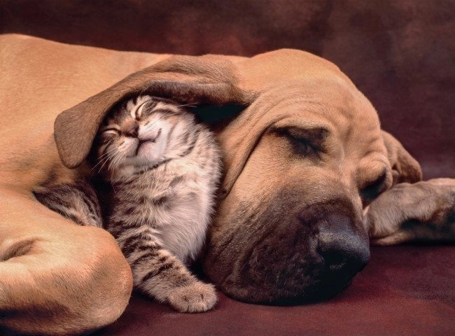Puzzle Clementoni 500 Teile Cuddles