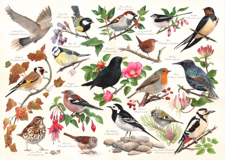 Puzzle Vögel im Garten - 1000 Teile