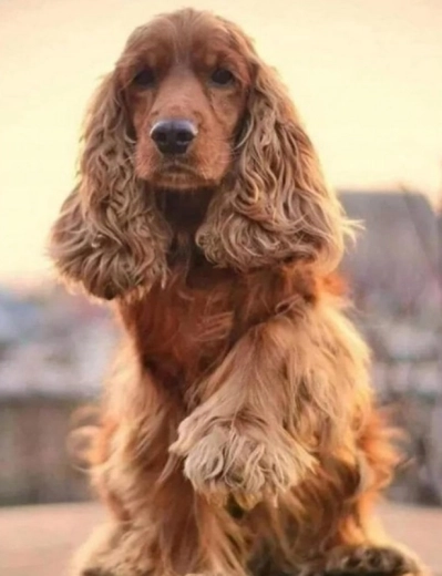 Diamantmalerei – Gruß vom Cocker Spaniel 30 × 40 cm