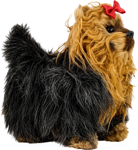 Niedliches Aussehen eines Yorkshire-Terriers