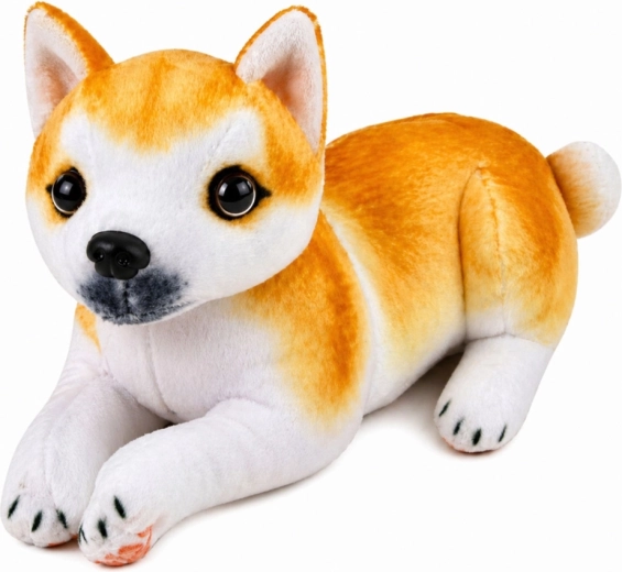 Realistisches Aussehen des Shiba Inu